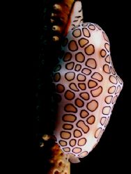 Yes, yet another Flamingo Tongue image. Lots of them in t... by Steven Anderson 